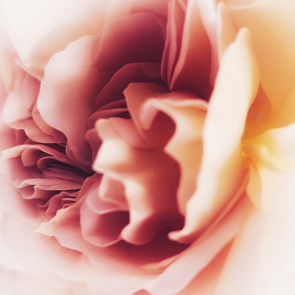 Rosa.Rosa.Rosa