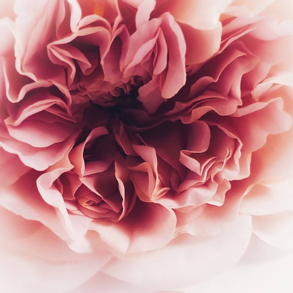 Rosa.Rosa.rosa