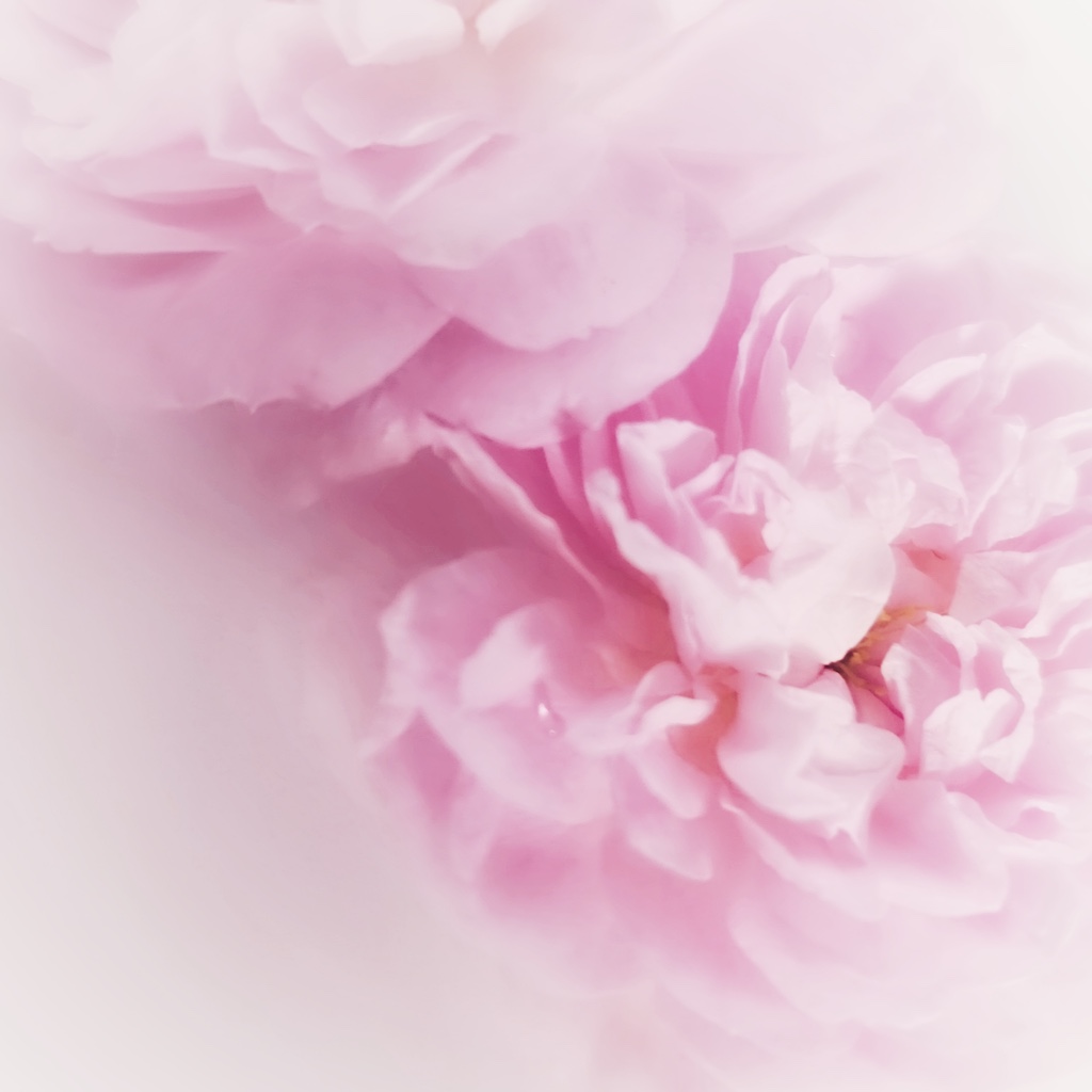 rosa.rosa.rosa